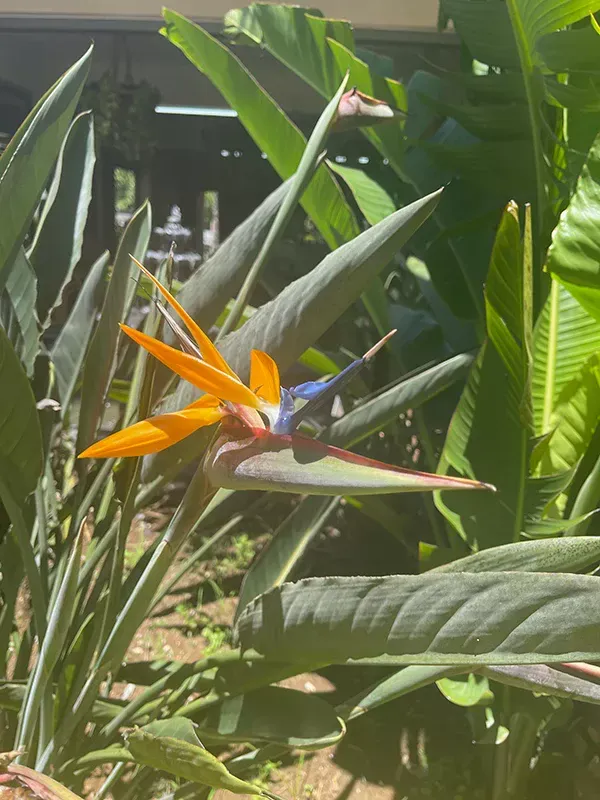 Rumerie von Charmarel