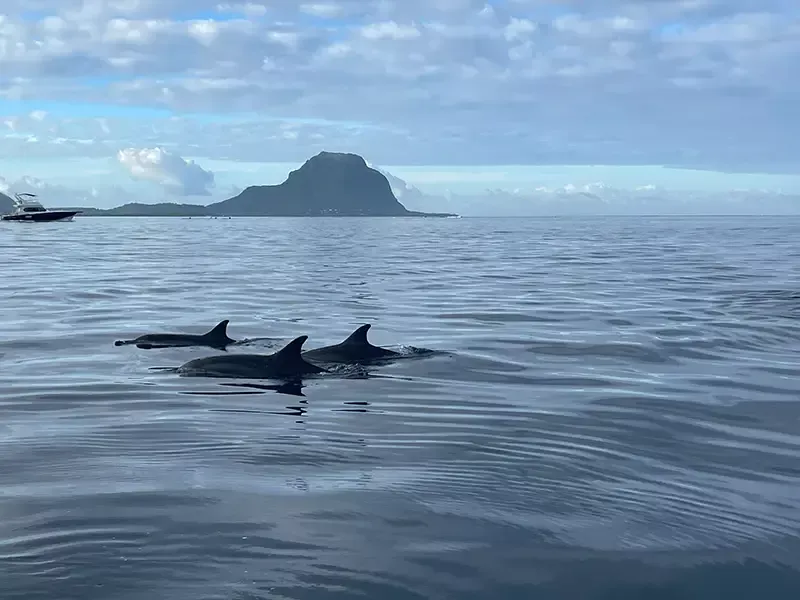 Mauritus Delfin Tour mit Friendly Dodo