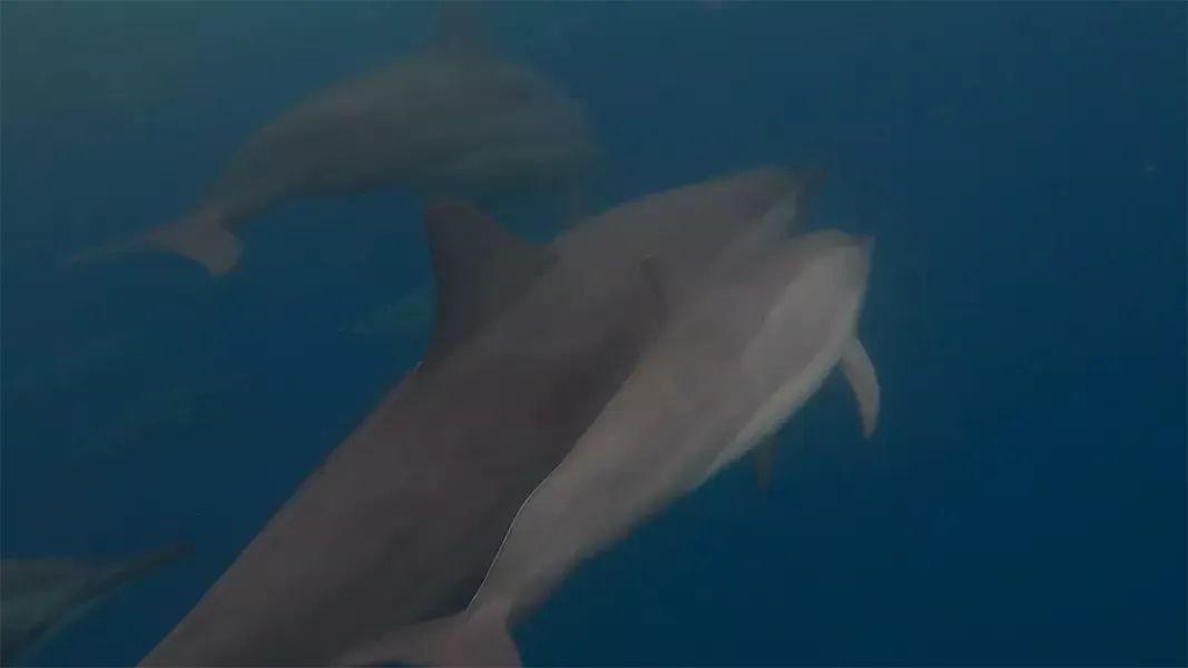 Mauritus Delfin Tour mit Friendly Dodo