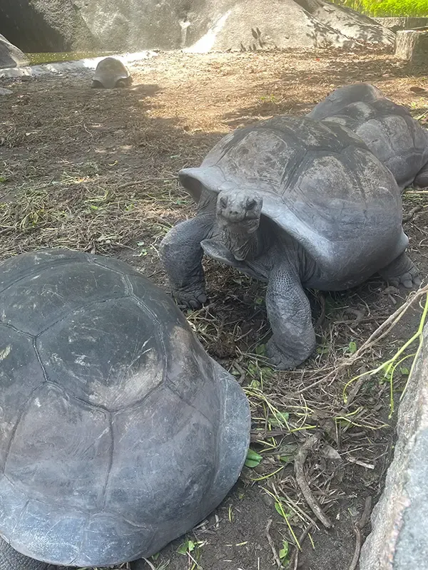 Landschildkröten auf La Digue