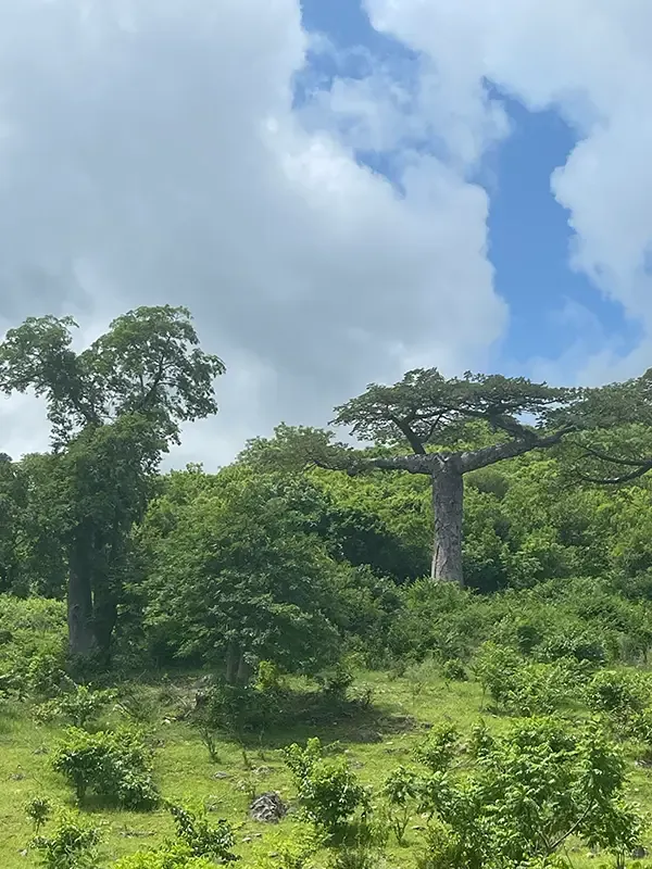 Madagaskar Bananenbäume